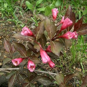 花木 庭木の苗 タニウツギ(オオベニウツギ) ボ...の商品画像