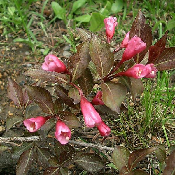 花木 庭木の苗 タニウツギ（オオベニウツギ） ボクラシャイン（ナオミキャンベル）3.5号ポット