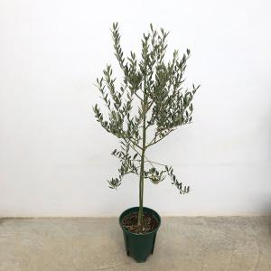 夏休暇前売り尽くし　オリーブ オリーブの木　ルッカ　souju ８号 140cm 夏休暇前売り尽くし オリーブ オリーブの木 ルッカ souju 8号
