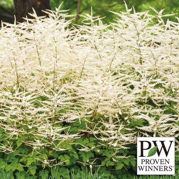 草花の苗 アルンクス シャンテリーレース5号ポット