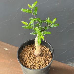 観葉植物 パキポディウム ウィンゾリー（実生） 4号鉢植え23-04 : 園芸
