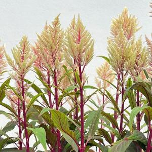 草花の苗 26年9月中下旬予約 セロシア（ケイトウ） 霧島の秋 ベージュ系3.5号ポットg