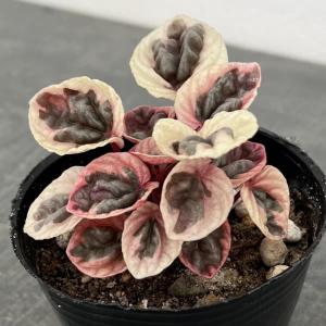 観葉植物 ぺぺロミア ストロベリークォーツ 3号ポットの商品画像