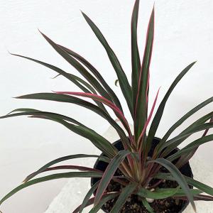 観葉植物 コルジリネ(コルディリネ) sp.(赤...の商品画像