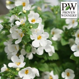 草花の苗 バコパ（ステラ） スノーストーム ポーラーアイス3号ポット