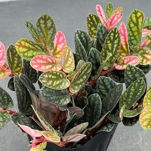 観葉植物 ペリオニア 3号ポット