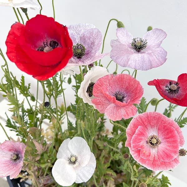 草花の苗 ポピー マザーオブパール3.5号ポット