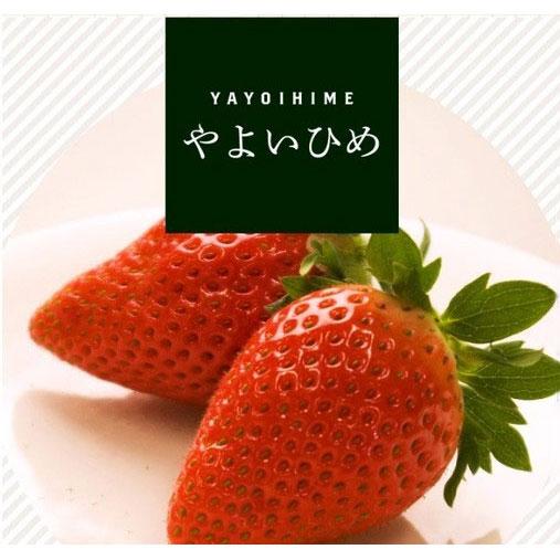 野菜の苗/イチゴ（一季なり）：やよいひめ2.5号ポット