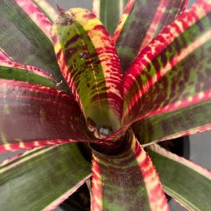 観葉植物：特大チランジア キセログラフィカ*現品 エアープランツ 銀葉