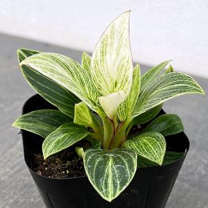 観葉植物 フィロデンドロン バーキン コンパクタ...の商品画像