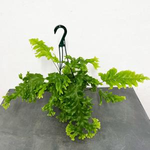 観葉植物：チランジア エアープランツ キセログラフィカ*特大 現品 1番