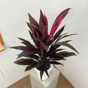 観葉植物 コルジリネ アイチアカ　6号鉢植え