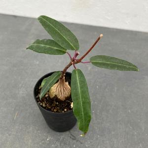 おしゃれ 観葉植物：ホヤ シェパーディ*吊り鉢 5号 : 遊恵盆栽 Yahoo