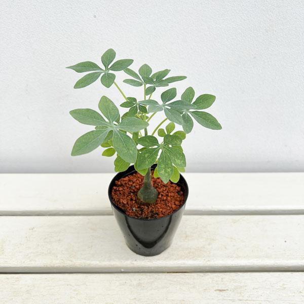 観葉植物 アデニア グラウカ（文福茶釜） 3号鉢植え*