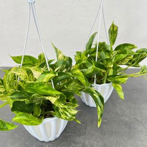 おしゃれ 観葉植物：ポトス テルノシャングリラ*5号 吊り鉢 : 遊恵盆栽