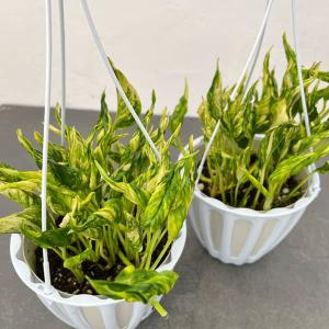 ポトス テルノ プレシャス 5号吊り鉢｜観葉04-PA : 赤塚植物園ヤフー店