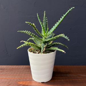 コーデックス：フォッケア クリスパ*塊根幅3cm 現品！一品限り : 遊恵