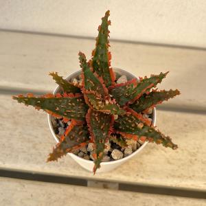 観葉植物 サボテンの王様 金シャチ（キンシャチ・金鯱）12号鉢植え