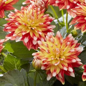 草花の苗 マダムダリア キャンディコーン3.5号ポットの商品画像