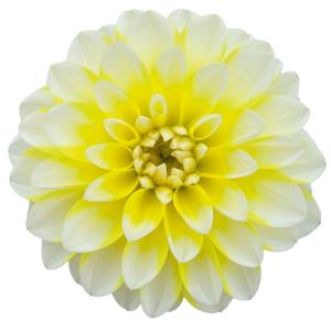 草花の苗 26年10月中下旬予約 ダリア レディダリア・スーリャ3.5号ポット
