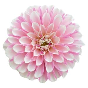 草花の苗 26年10月中下旬予約 ダリア レディ...の商品画像