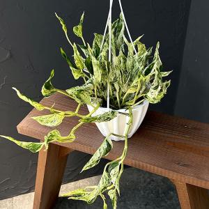おしゃれ 観葉植物：ポトス テルノシャングリラ*5号 吊り鉢 : 遊恵盆栽