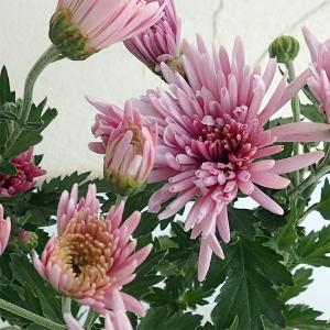 野菜の苗 サマーセール （わけあり特価）食用菊 延命菊（桃）7.5cmポット