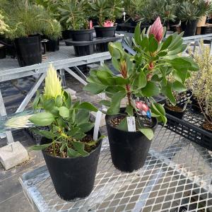 庭木・植木：斑入りネムノキ（斑入り合歓) 現品限り 全高110cm* 佐川