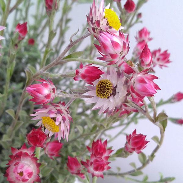 草花の苗 シンカルファ・ハートクイーン3.5号ポット