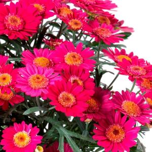 草花の苗 （わけあり特価）マーガレット デイジーワインレッド3.5号ポット