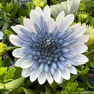 草花の苗 オステオスペルマム（八重） 3Dスチールブルー3.5号ポット