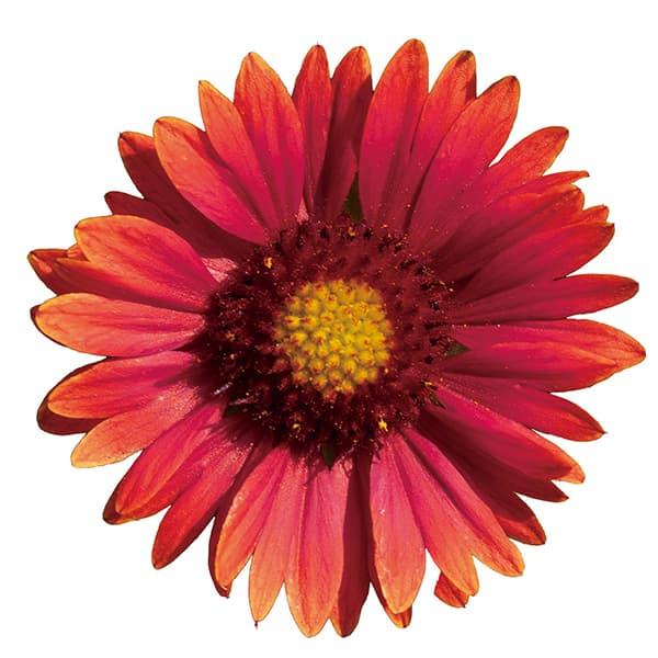 草花の苗 ガイラルディア グランフレイム レッド3.5号ポット