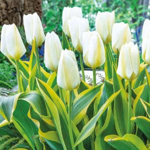 チューリップ ピューリシマブロンド1球植え芽出し3号深ポット（斑入葉）