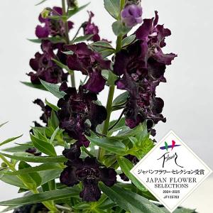 草花の苗 アンゲロニア エンジェルフレア ブラック3.5号ポット