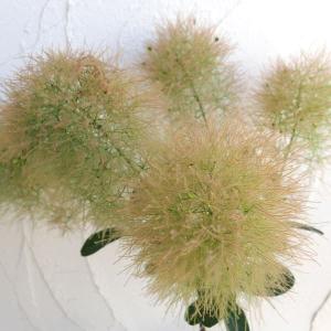 SY1スモークツリー白花接木高さ70cm6号鉢物大苗ヤングレディR スモークツリー・ヤングレディー 7号 けむりの木 : 日本ライン花木