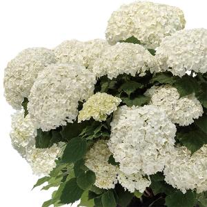 花木 庭木の苗 アジサイ（アメリカ） フラワーフル4号鉢植え*