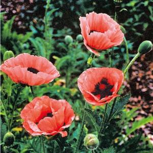 オリエンタルポピー ピチカート MIX 2ポット 3.5号ポット苗 寄せ植え