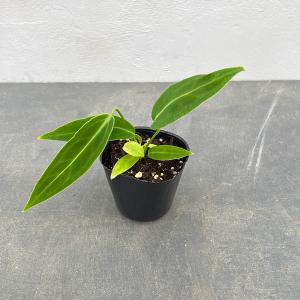 観葉植物:フペルジア ゴエベリー*吊り鉢 : 遊恵盆栽 Yahoo!店 - 通販