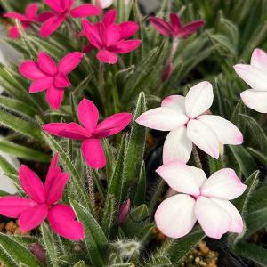山野草の苗 アッツザクラ（アッツ桜） 紅白もなか（赤白2色植え）3号ポット