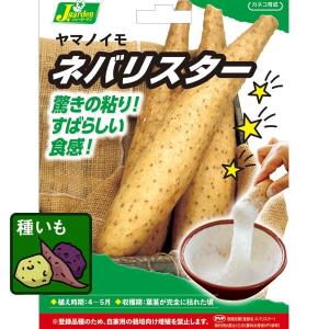 野菜の苗 長芋（ながいも）の種芋 ネバリスター 2球入り