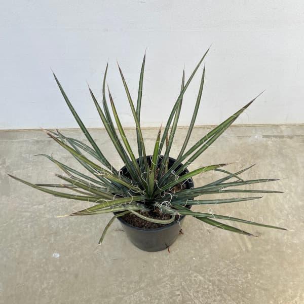 観葉植物 ユッカ・フィリフェラ7号ポット