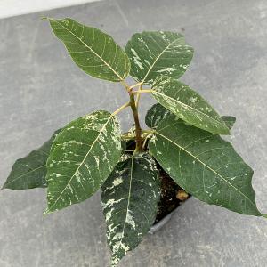 観葉植物 フィカス アスペラ 3.5号ポット