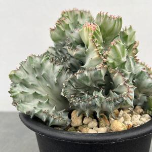 観葉植物 ユーフォルビア ラクティアホワイトゴースト綴化（接ぎ降し）5号ポット