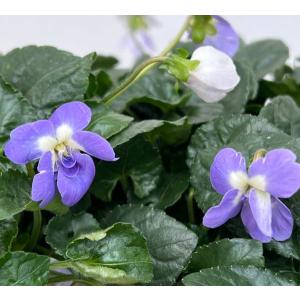 山野草の苗 （わけあり特価）パルマスミレ パピリオ3.5号ポット