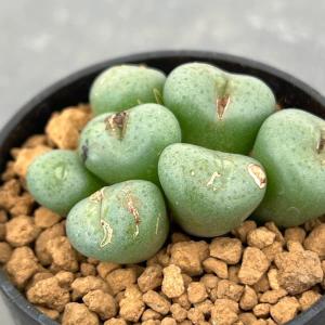 観葉植物 コノフィツム 玉彦 2.5号ポット