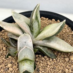 観葉植物 ガステリア 美鈴の富士 3号鉢植えの商品画像