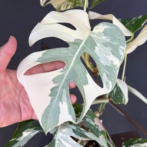 観葉植物 モンステラ ボルシギアーナ（白斑） 5号鉢植え25-03