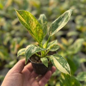 観葉植物）フィロデンドロン アタバポエンセ 6号（1鉢）吊り鉢
