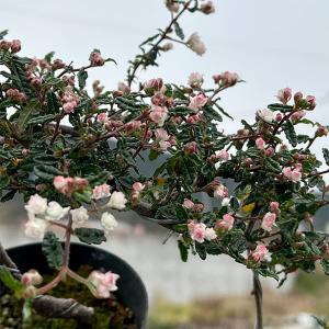 山野草の苗 テンノウバイ（天皇梅） ケンガイ（懸崖）仕立て3号ポット