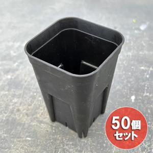 盆栽小鉢：真山（まざん）楕円鉢 13.7cm 【現品】 : 遊恵盆栽 Yahoo!店